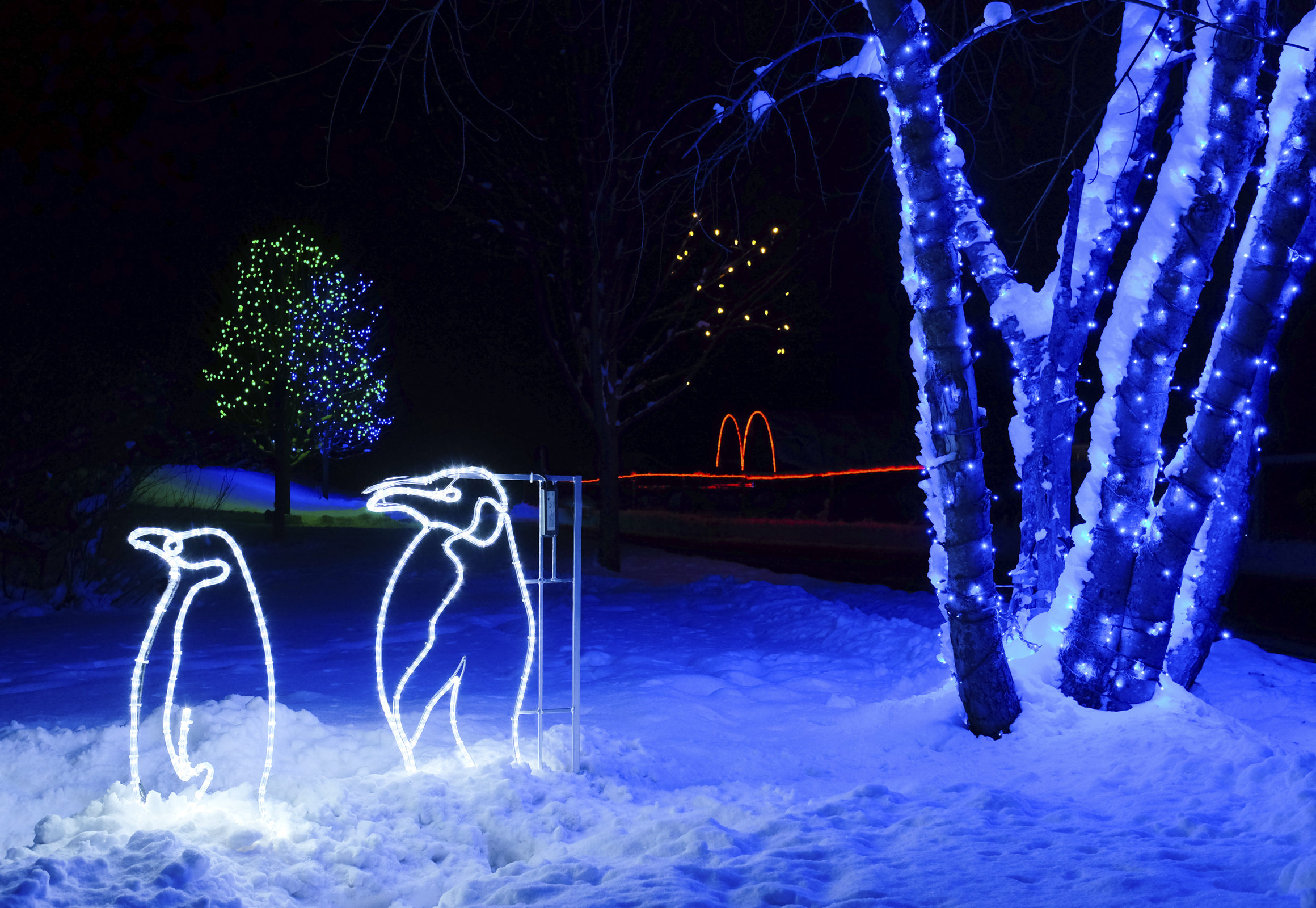 Wild Lights - Penguin