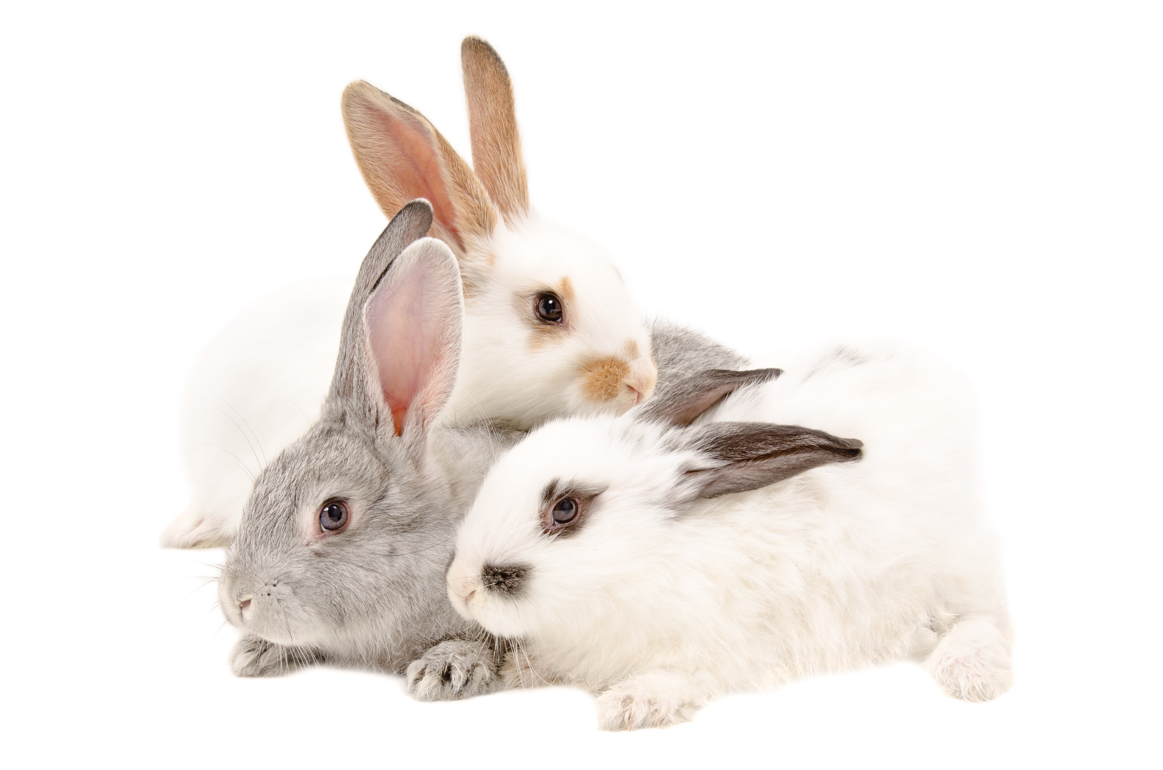 Easter at the Zoo