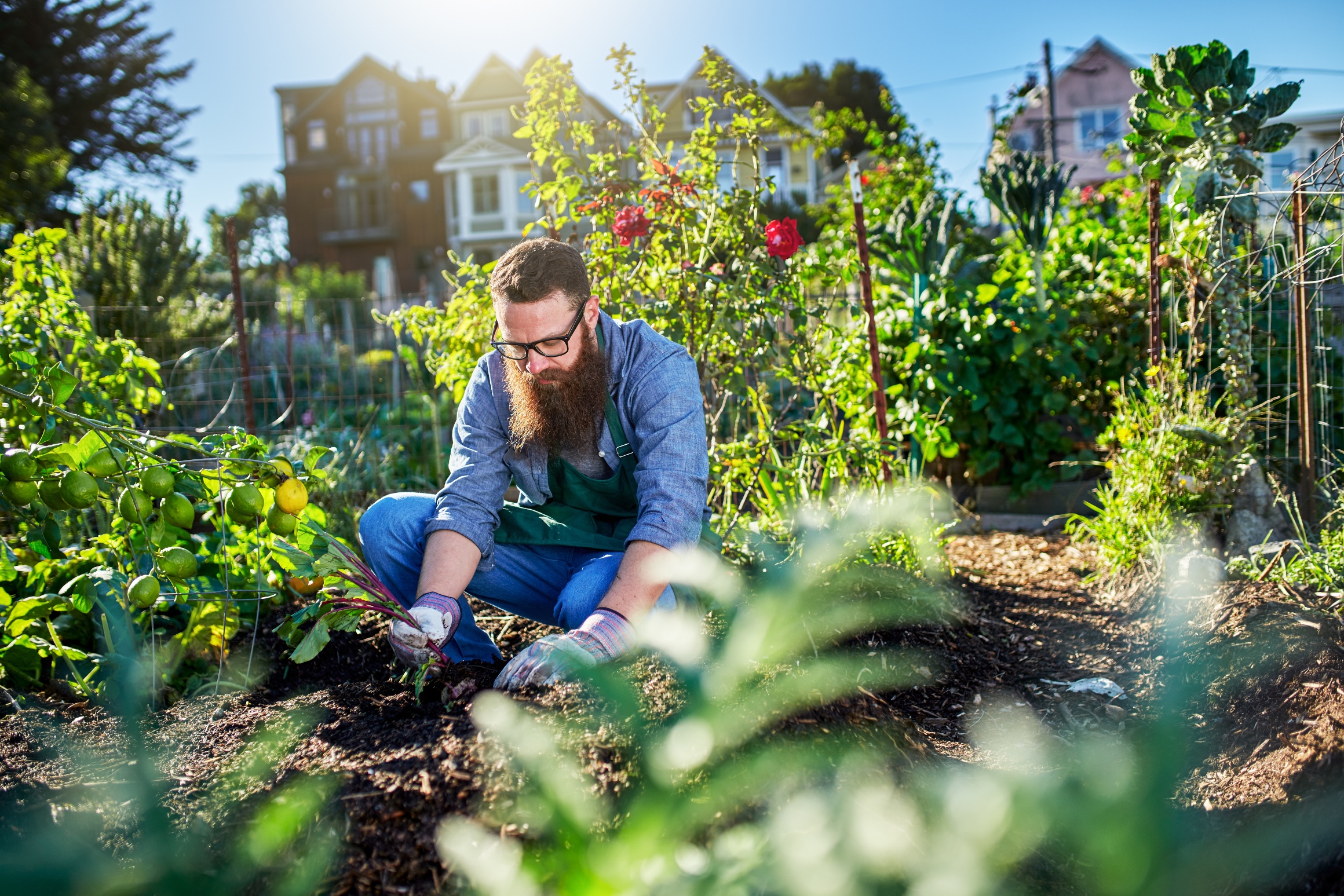 Urban Agriculture