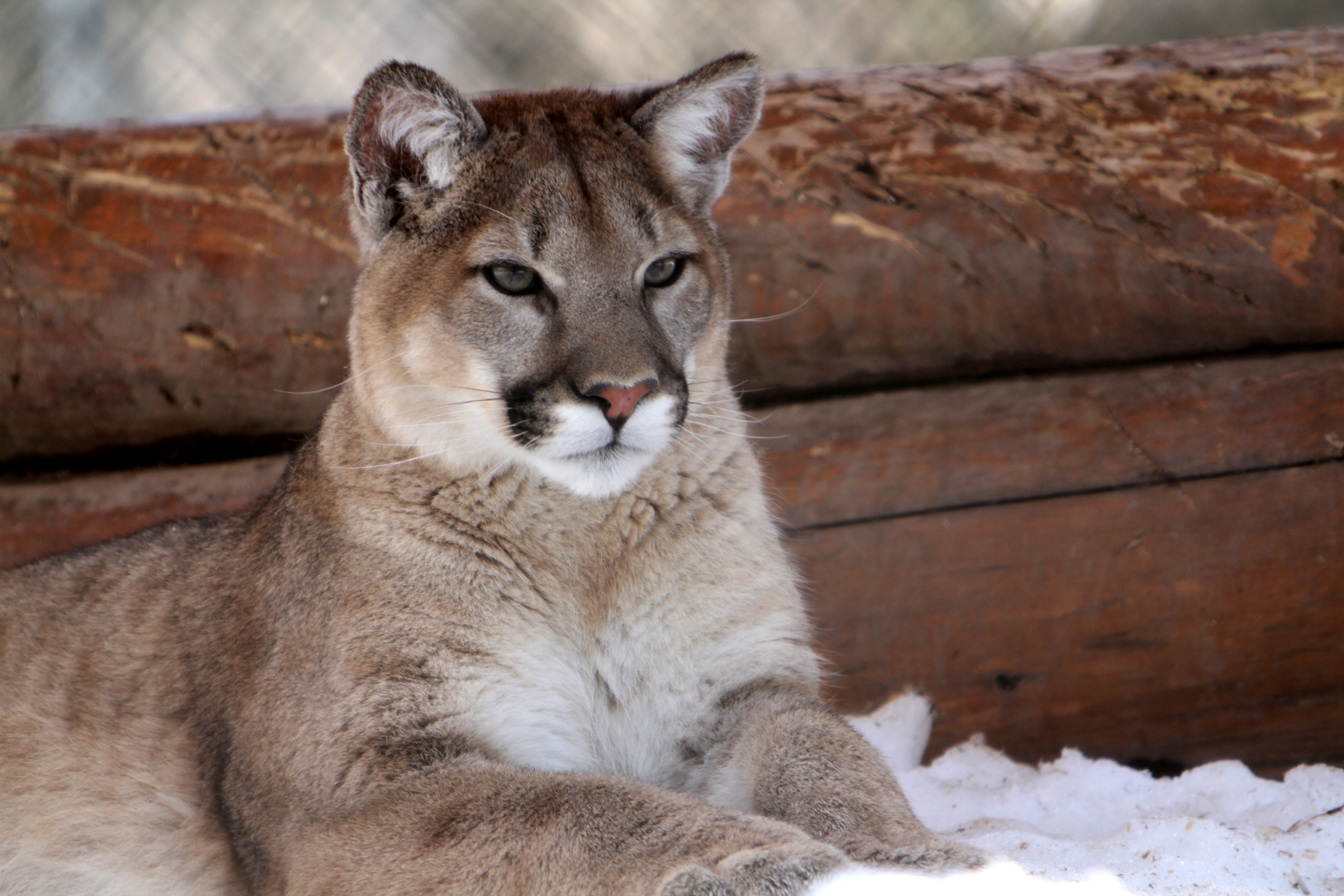 CougarSnow