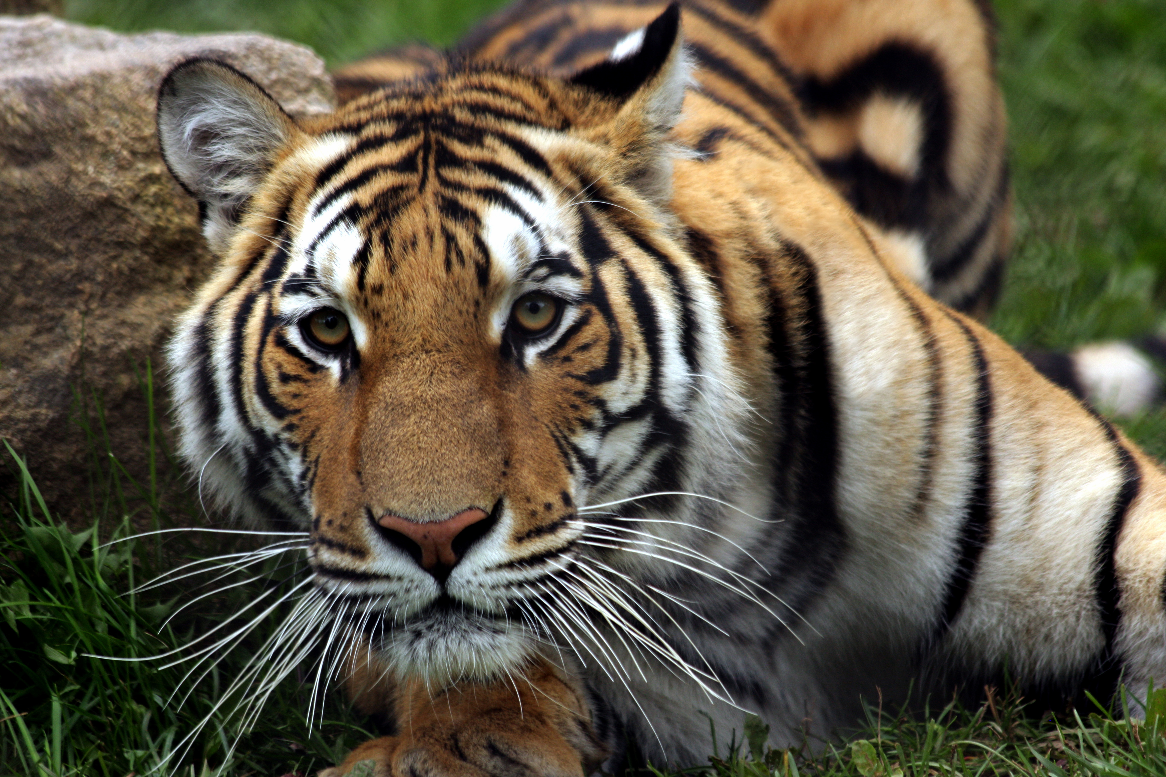 Breakfast with the Tigers | City of Moncton