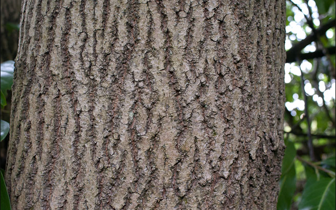 Bark- Mature