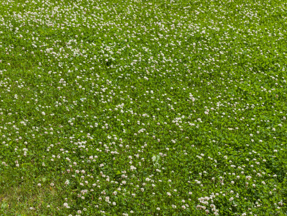 Clover lawn