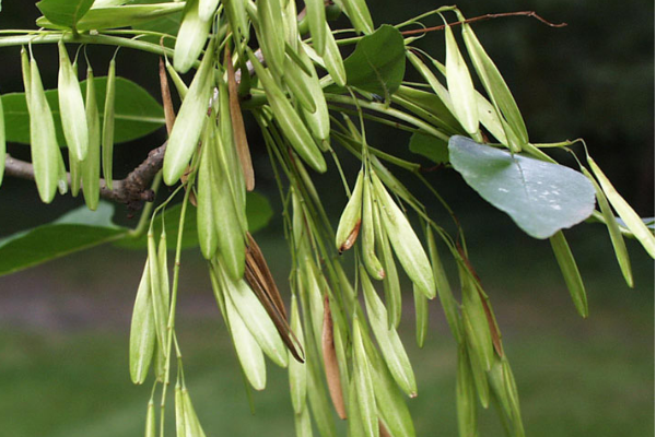 EAB Seeds