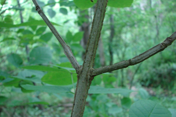 EAB Branches