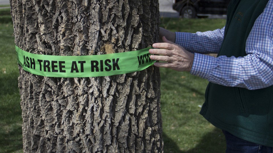 Green Ribbon Campaign