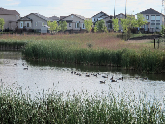 Naturalized stormwater pond