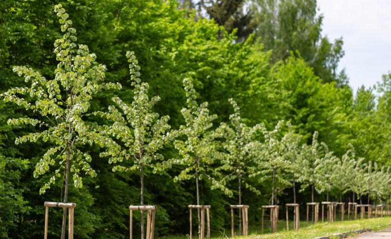 Tree's planted in a row