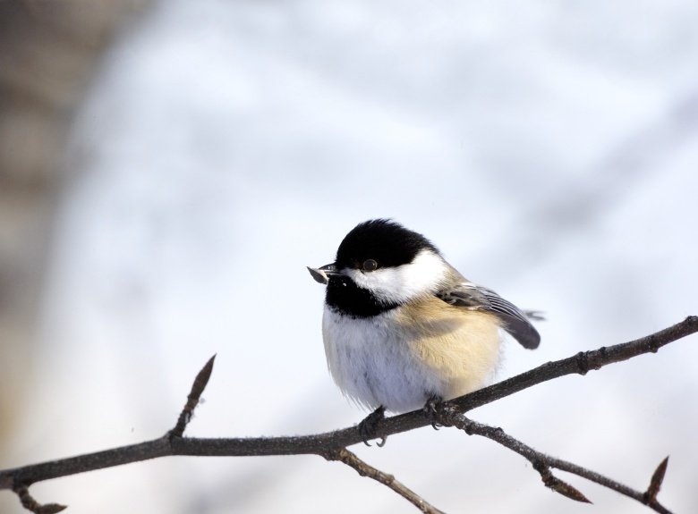 Nature - bird