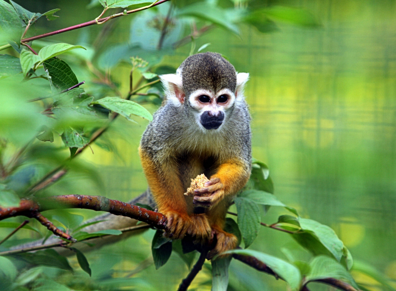 Monkey2