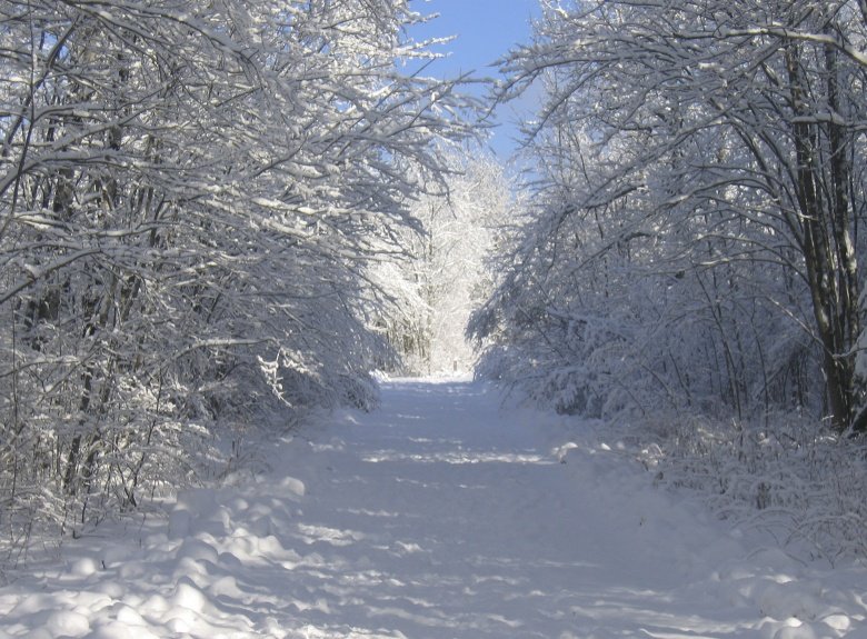 trees