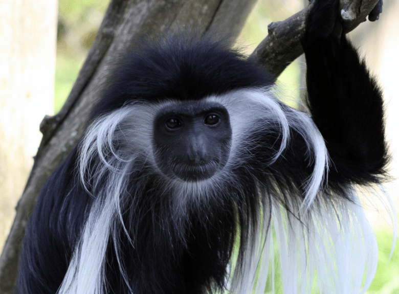 Colobus monkey