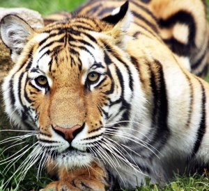 City of Moncton Magnetic Hill Zoo, Visit Moncton Guide