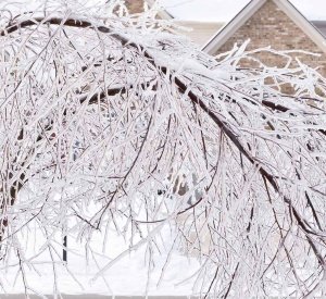 tree / tempête