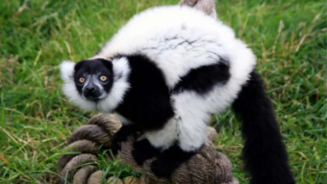 Black and white ruffled lemur