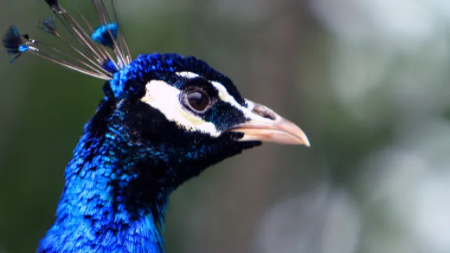 Zoo Peacock