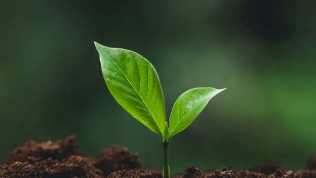 Plant growing 