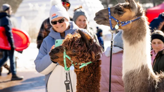 Residents petting llamas at Centennial Park