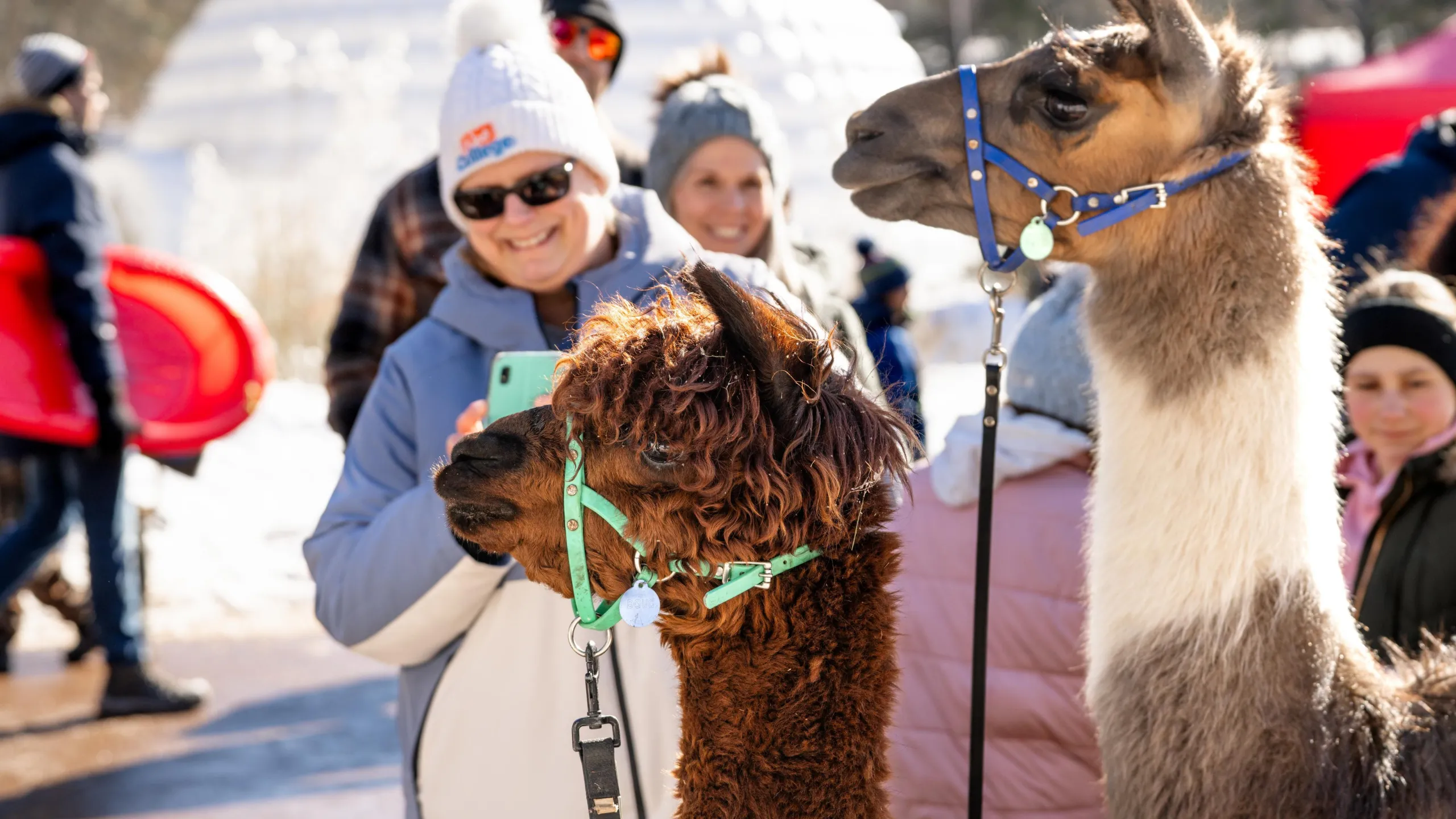 Residents petting llamas at Centennial Park
