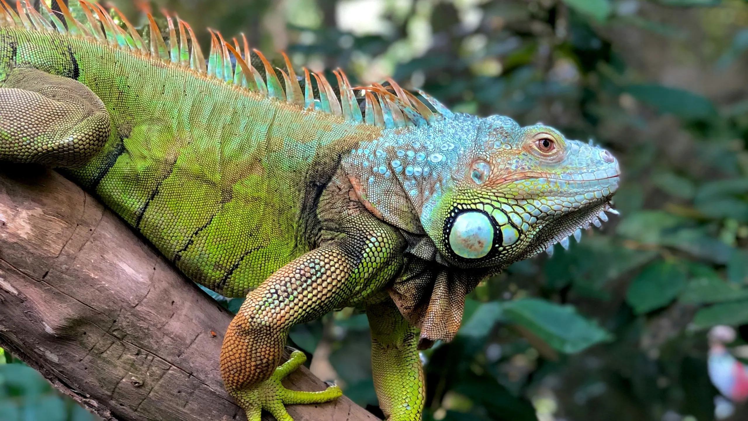 An iguana on a tree branch