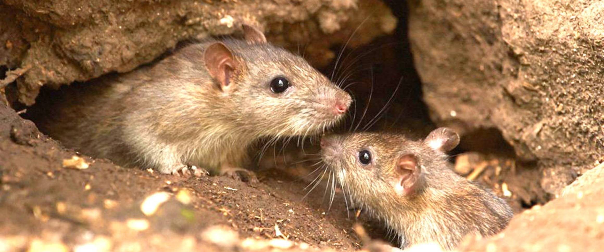 Rats