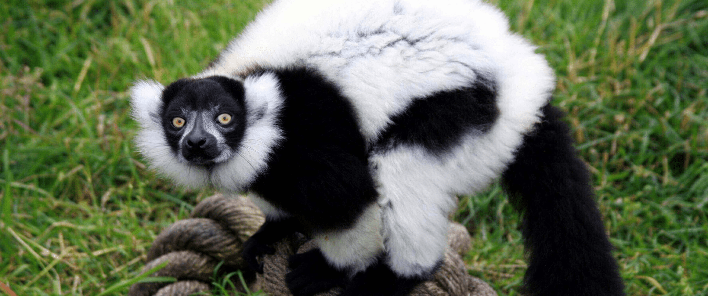 Black & white ruffed lemur