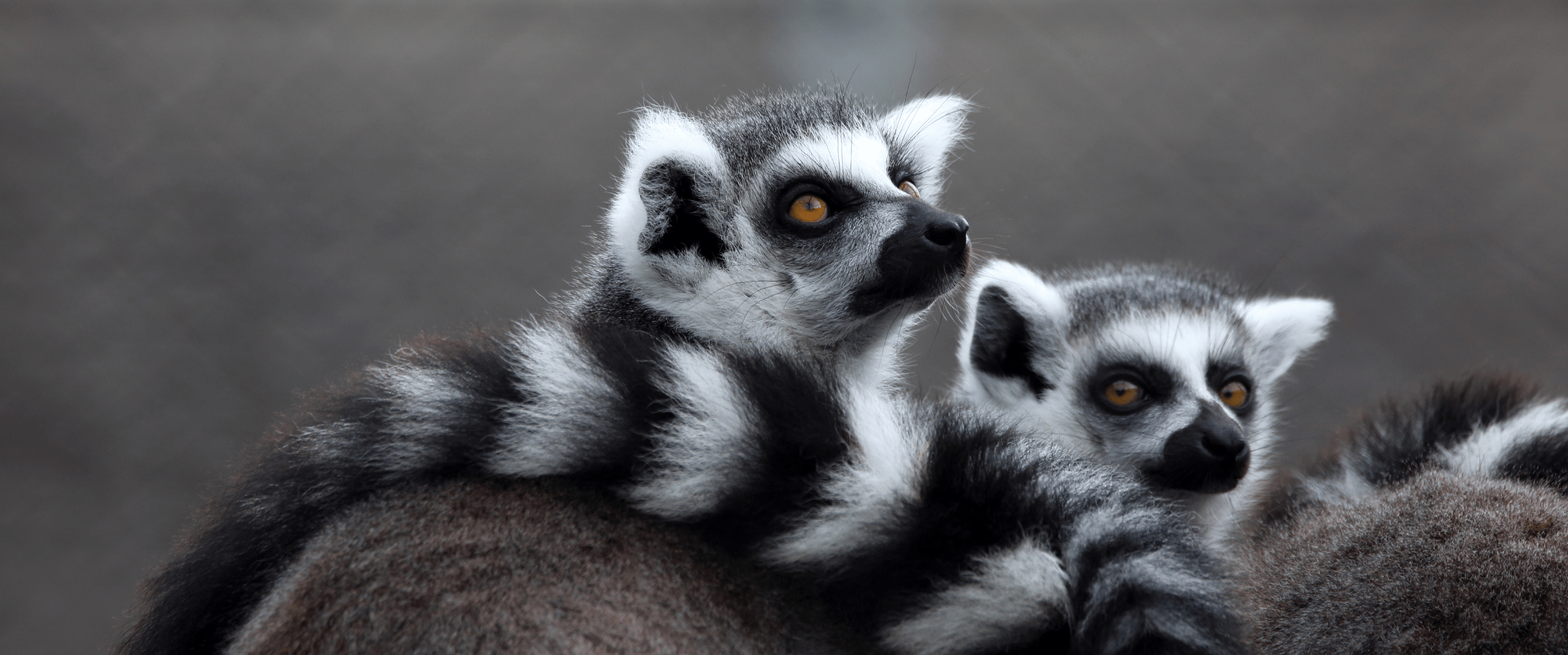 Ring tailed lemur