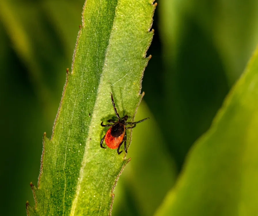 A tick on a leaf