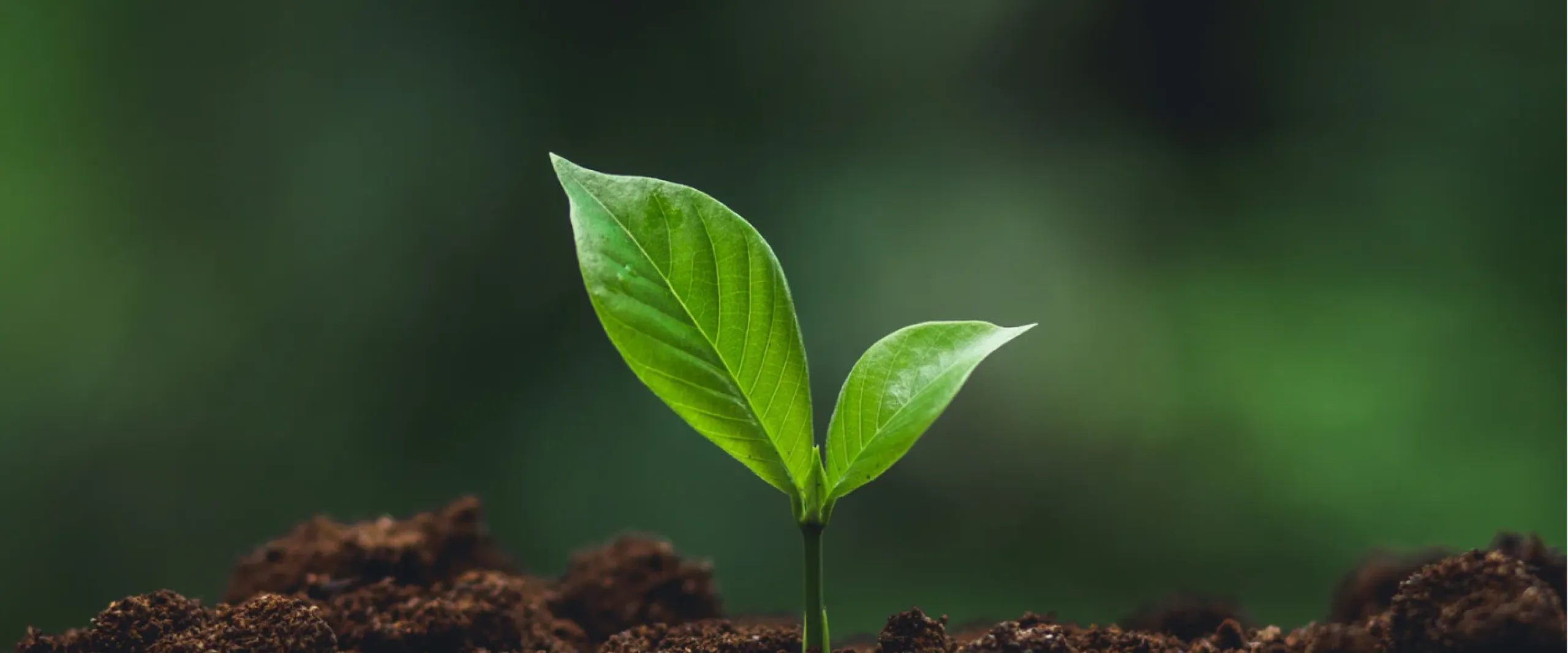 Plant growing 