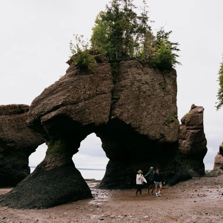 A formation of giant rocks on a beach with trees growing atop them, resembling flowerpots.